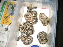pastel x spider clutch